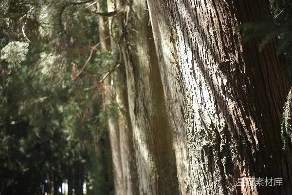 高清摄影 阳光透过森林高大的树木洒下。
