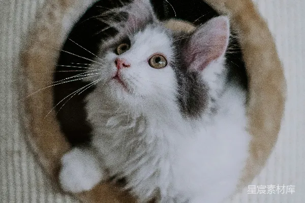 一只猫坐在猫窝里抬头看着上方。