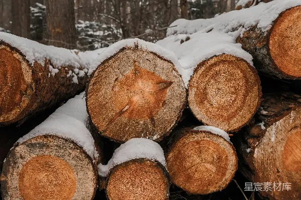 高清摄影 棕色的树桩覆盖在积雪的地面上