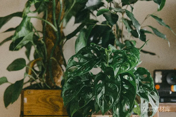 高清摄影 绿色植物放在棕色木桌上