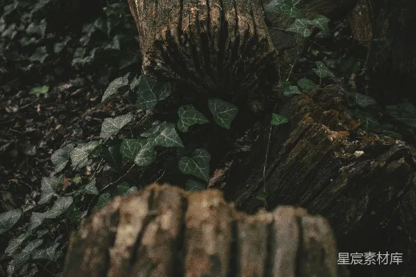 高清摄影 棕色的树干在黑色的土壤上