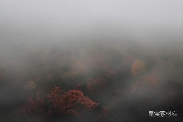 白天森林中的航拍摄影