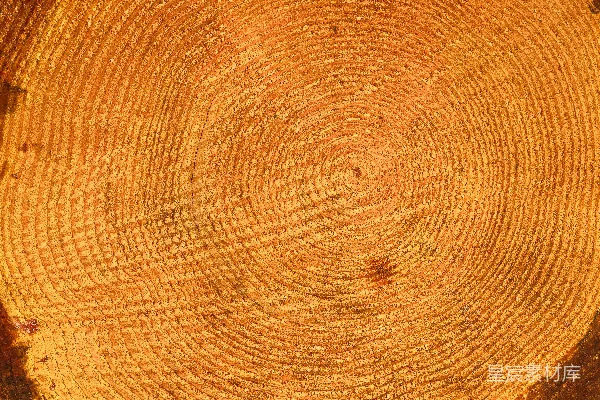 高清摄影 一棵树桩的特写，树桩上有圆形图案。
