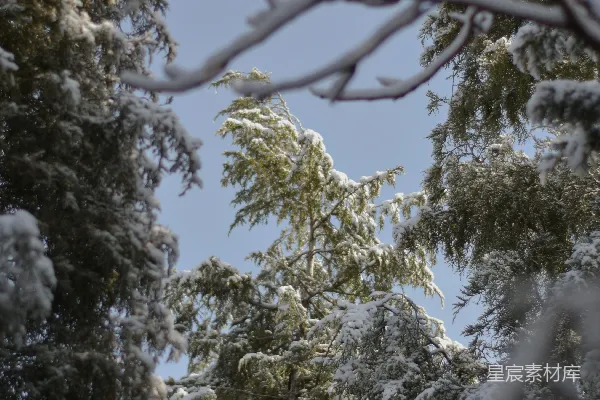 绿树覆雪