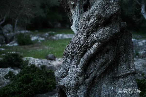 高清摄影 无叶的树环绕着草