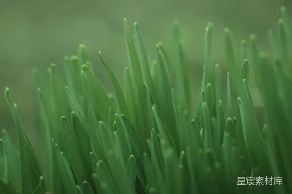 绿色植物的特写摄影