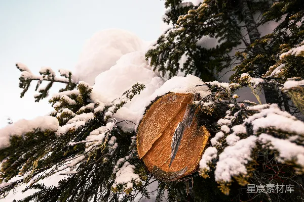 高清摄影 刚砍下来的树干在积雪覆盖的常青森林中