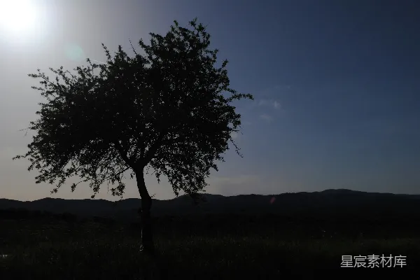 树的轮廓映衬在晴朗的蓝天下。