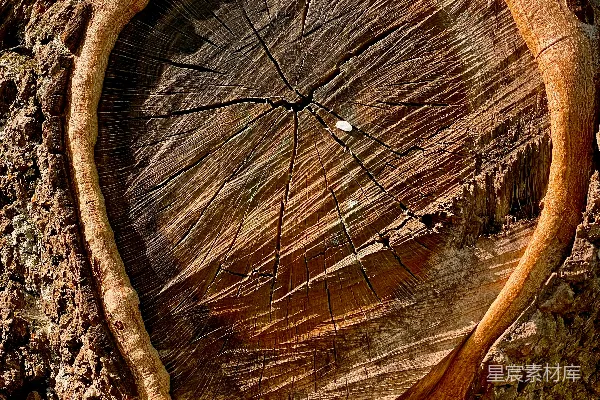 高清摄影 树干特写，树节明显