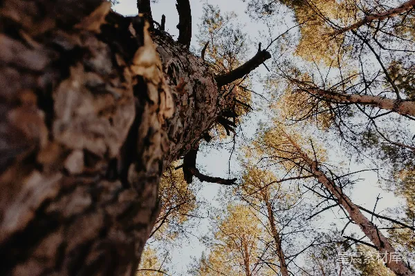 树下的视角摄影