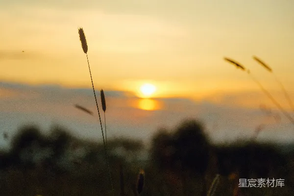 夕阳洒在一片高高的草地上
