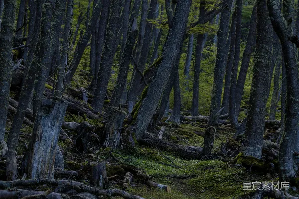 高清摄影 阴暗的森林，地面覆盖着苔藓，散落着断枝。