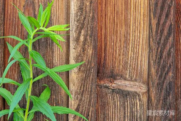 高清摄影 从木栅栏上长出的植物