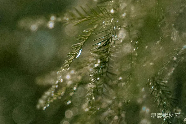 叶上的水珠