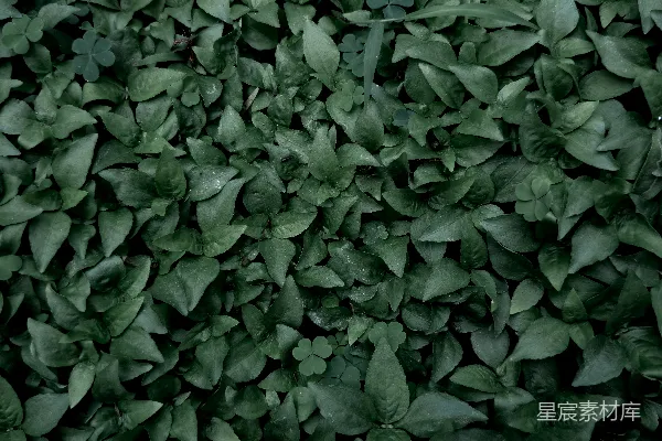 一束绿植物的特写镜头