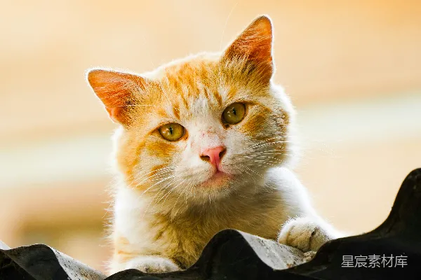 一只猫探头查看屋顶。