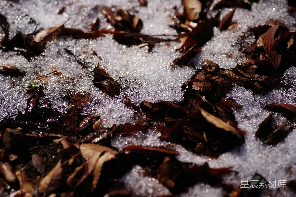 一片叶子和积雪的特写