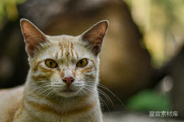 一只猫躺在地上的特写镜头