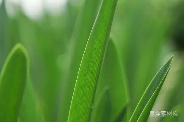 一张绿植的特写镜头，背景模糊。