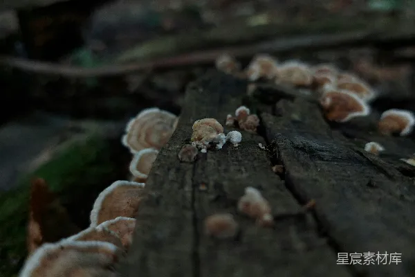 高清摄影 一篮蘑菇放在木桌上