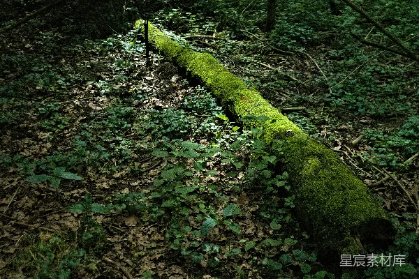 高清摄影 一棵长满苔藓的树干在树林里