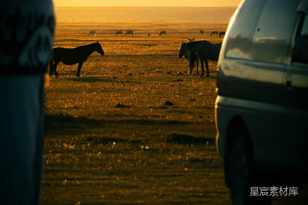 夕阳下，马群在广阔的田野中 grazing。