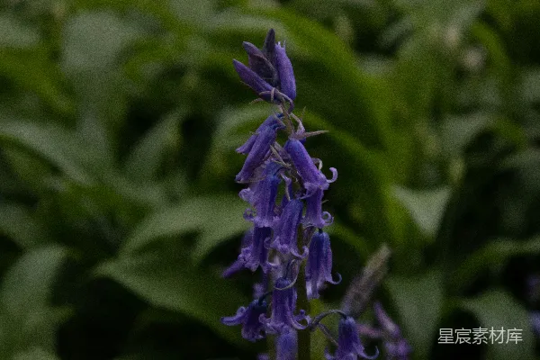 高清摄影 一朵紫色的花的特写，背景中有绿色的叶子。