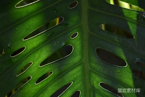 绿叶上缀满水珠
