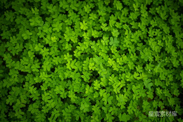 一棵植物的特写镜头，叶片为绿色。