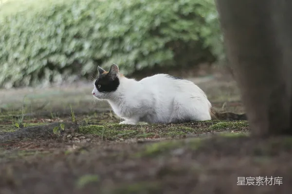一只猫坐在地上。