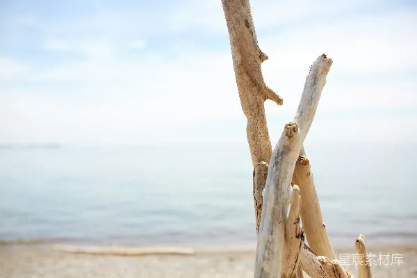 高清摄影 白天水边的棕色漂流木