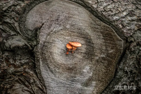 高清摄影 棕色的昆虫在灰色的木桩上