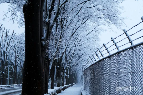 覆盖雪花的道路两旁是光秃秃的树木