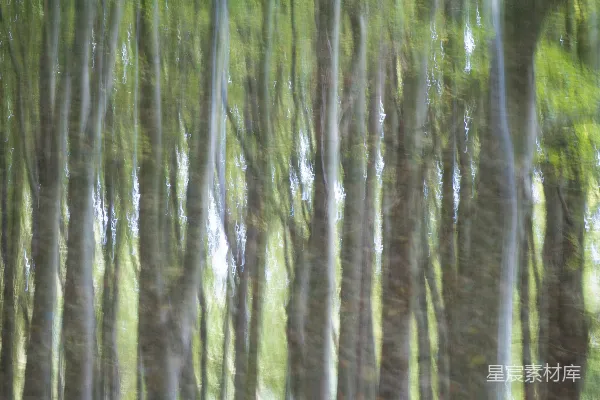 高清摄影 森林中模糊的树木，地面上有棕色的落叶。