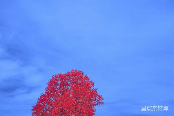红树矗立在一片鲜艳的蓝色景观中