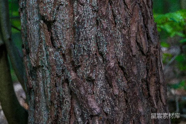 高清摄影 树木树干的树皮在森林中显示出纹理。