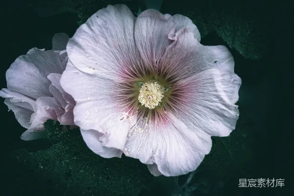 淡紫色的龙胆花在绿叶中盛开。
