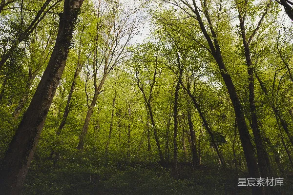 高清摄影 绿色森林风景照