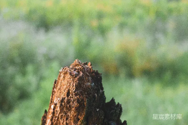 高清摄影 一张树桩的特写照片