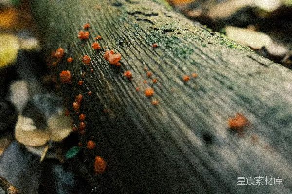 高清摄影 橙色的真菌生长在苔藓覆盖的树桩上