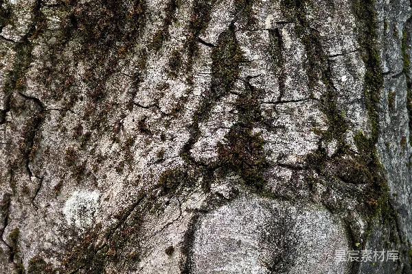 高清摄影 一张树木树皮的特写照片