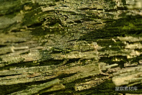 高清摄影 粗糙树皮的特写纹理，上面长有青苔。