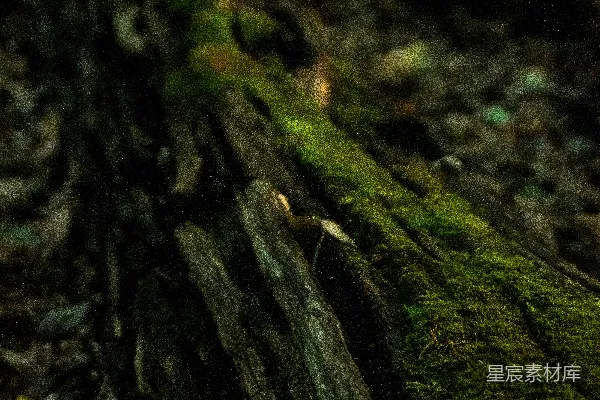 高清摄影 一根长满青苔的原木，背景是树林。