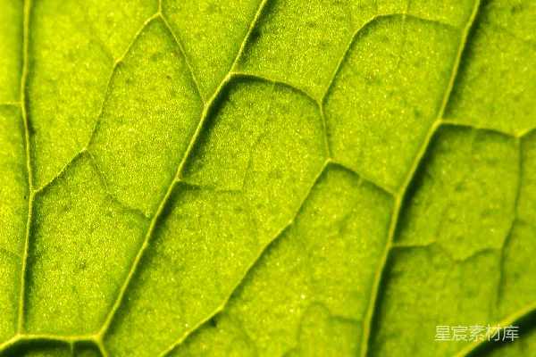 绿色叶片的 macro 虚拟摄影