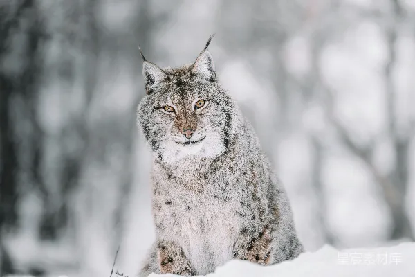 棕色和黑色的猫在覆有白雪的地面上