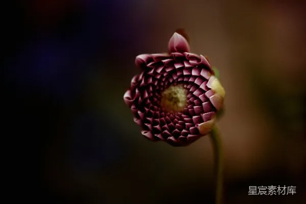 一朵花的特写镜头