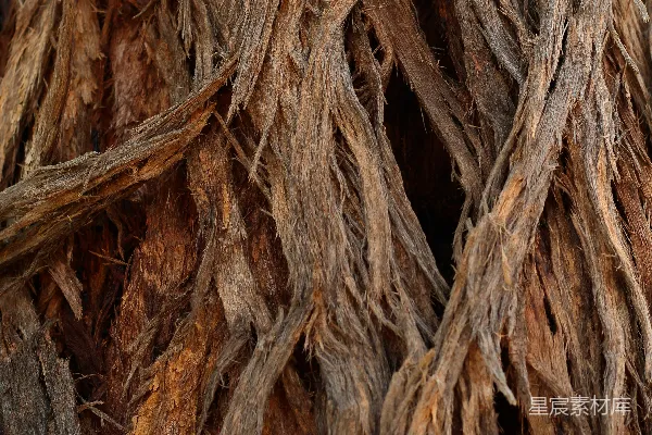 高清摄影 棕色和黑色的树干