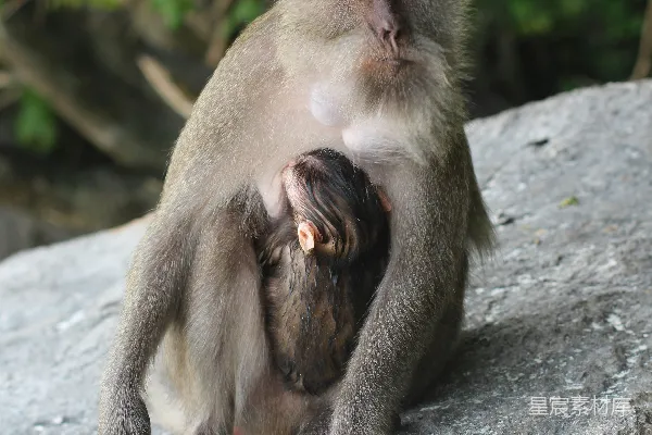 猴子抱着幼猴坐在一块岩石上。