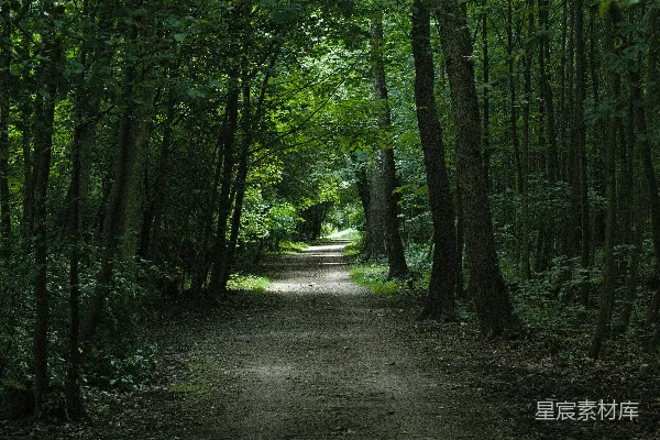 高清摄影 一条森林里的土路