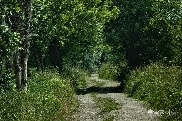 高清摄影 一条森林中的土路